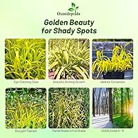 Vista 2 de Outsidepride - 50 semillas de la hierba ornamental perenne mijo dorado (Milium effusum [Golden Millet]) para sembrar