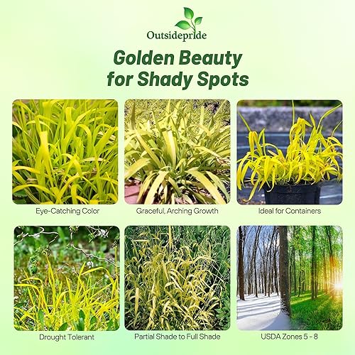 Miniatura 2 de Outsidepride - 50 semillas de la hierba ornamental perenne mijo dorado (Milium effusum Golden Millet) para sembrar