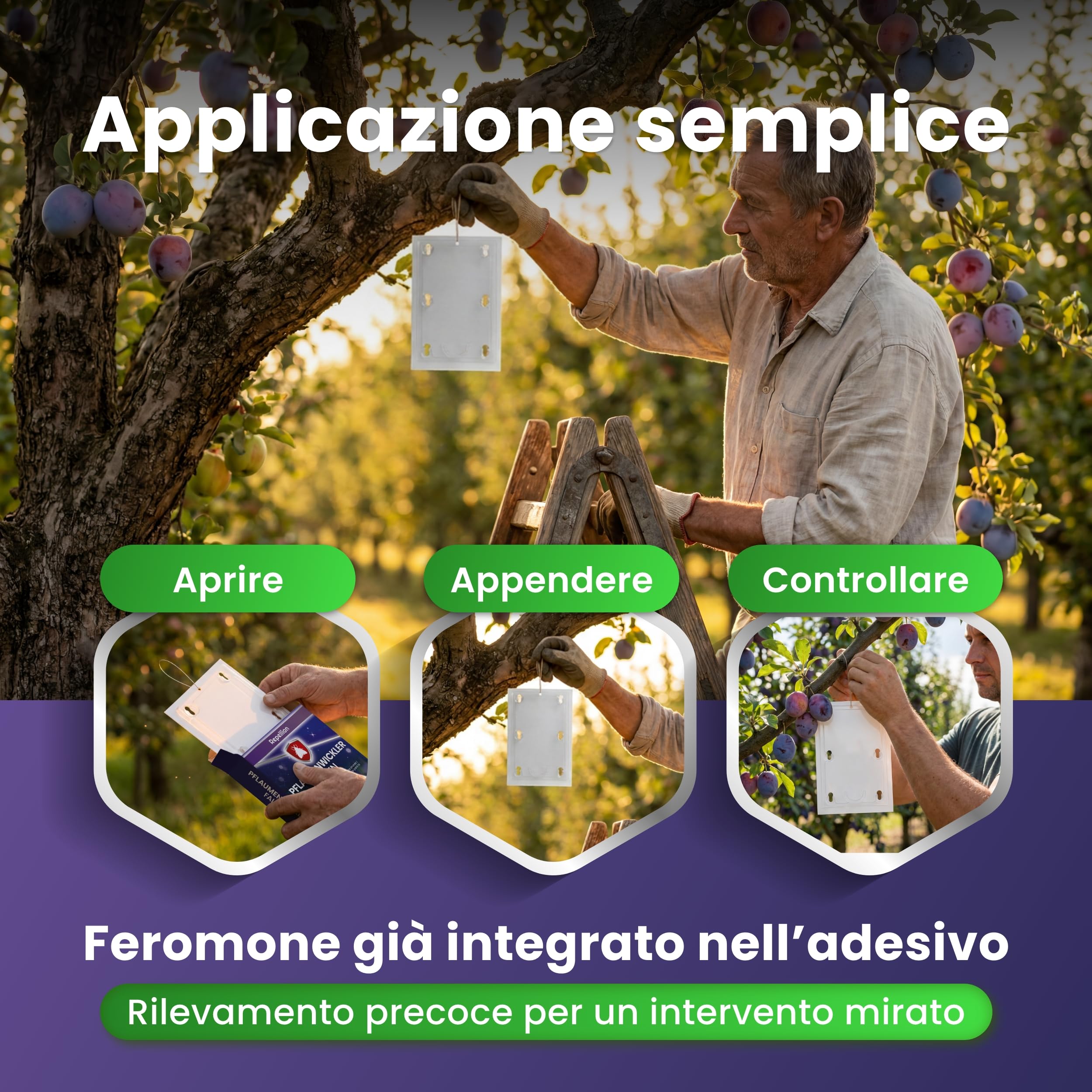 Trappola per prugne – Set di 2 trappole per prugne e alberi di prugne – Trappola per feromoni contro le mosse della frutta – Atossica e bioconforme – Combatte efficacemente l'avvolgitore
