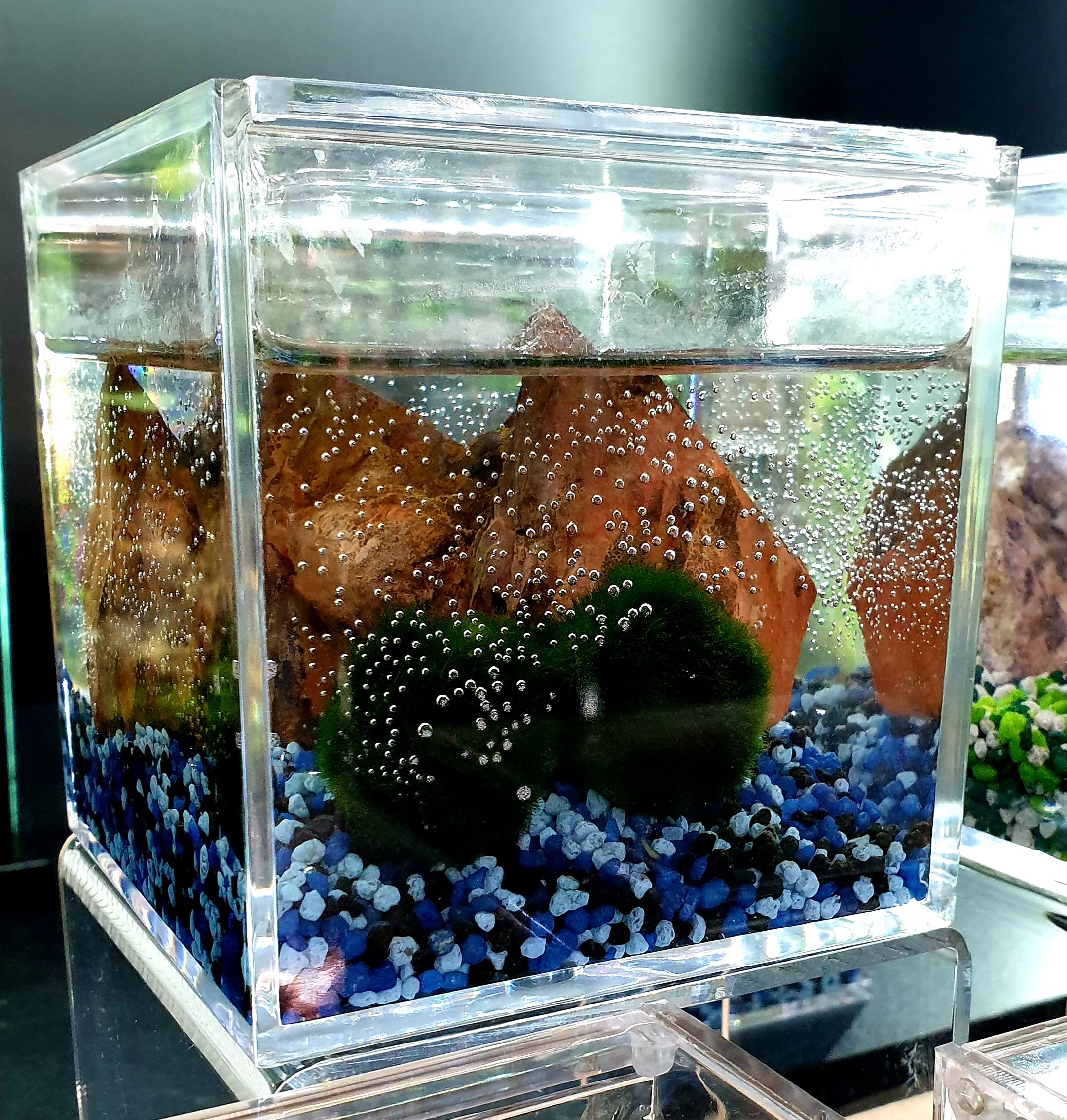 Coppia di Alga Marimo Chladophora Aegagropila in cubo di plexiglass 10x10cm con ghiaino decorativo e roccia