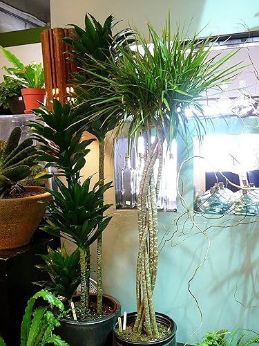 Miniatura 2 de Dracaena Janet Craig Compacta Cane - Planta viva en maceta de 10 pulgadas - Dracaena Deremensis 'Compacta' - Planta de interior de fácil cuidado y