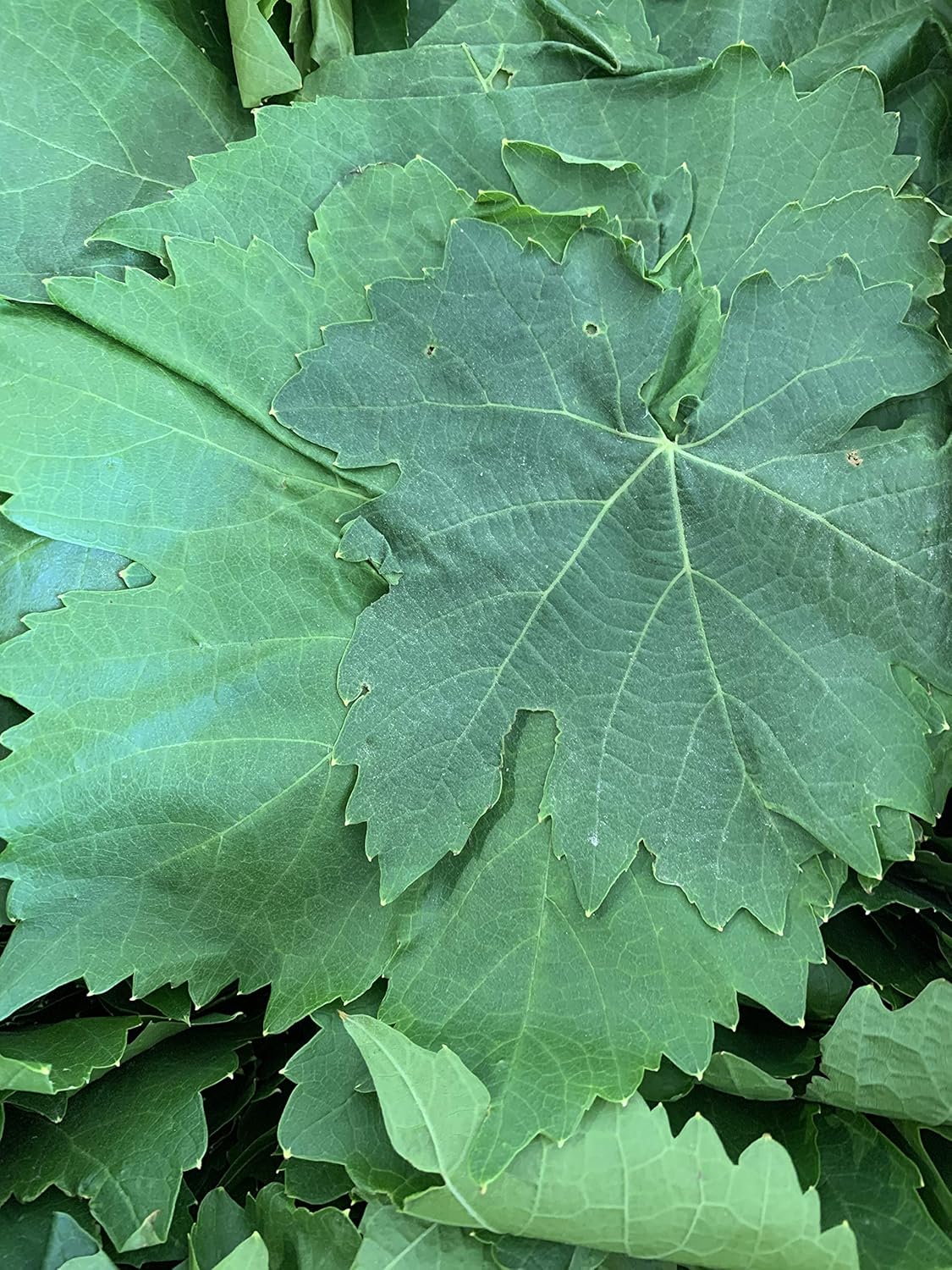 Kejora Fresh Grape Leaves - 1 lb