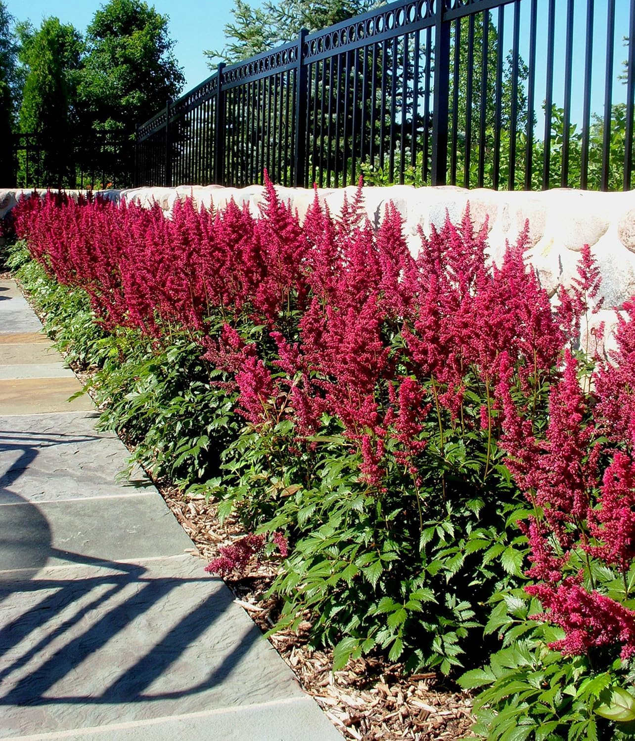 Stauden Gänge 10 x Astilbe arendsii 'Astary Red' Prachtspiere winterhart