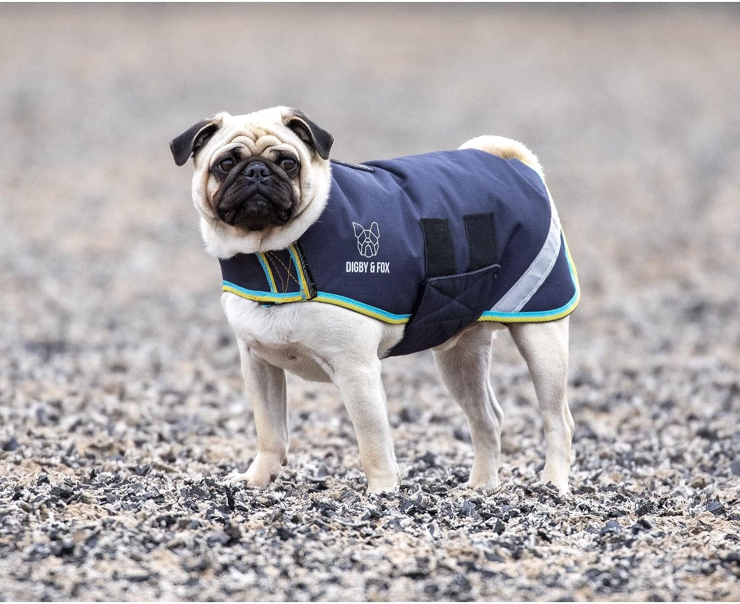 Shires Digby & Fox Waterproof Dog Coat (Grey, Large)
