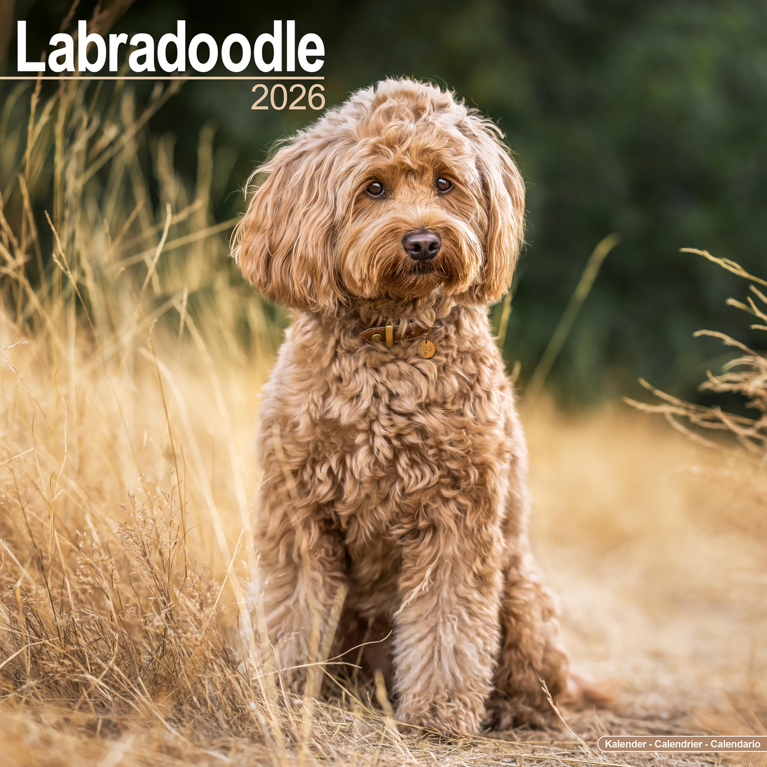 Labradoodle Calendar 2026, Wall Calendars, Month To View, Dogs, Gift