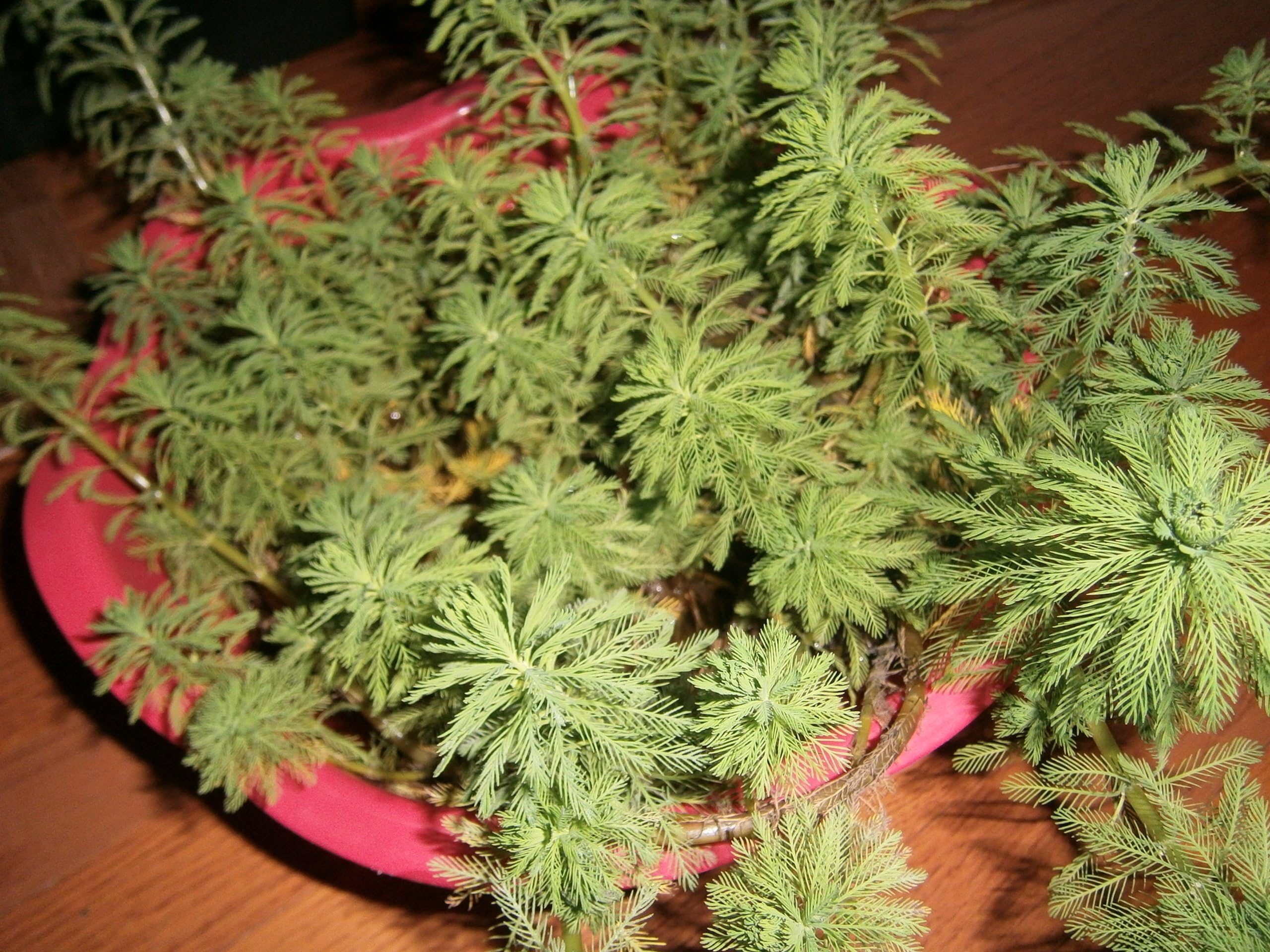 Lots of Parrots Feather Plants with ROOTS for Aquarium/Pond BEFORE 10/31