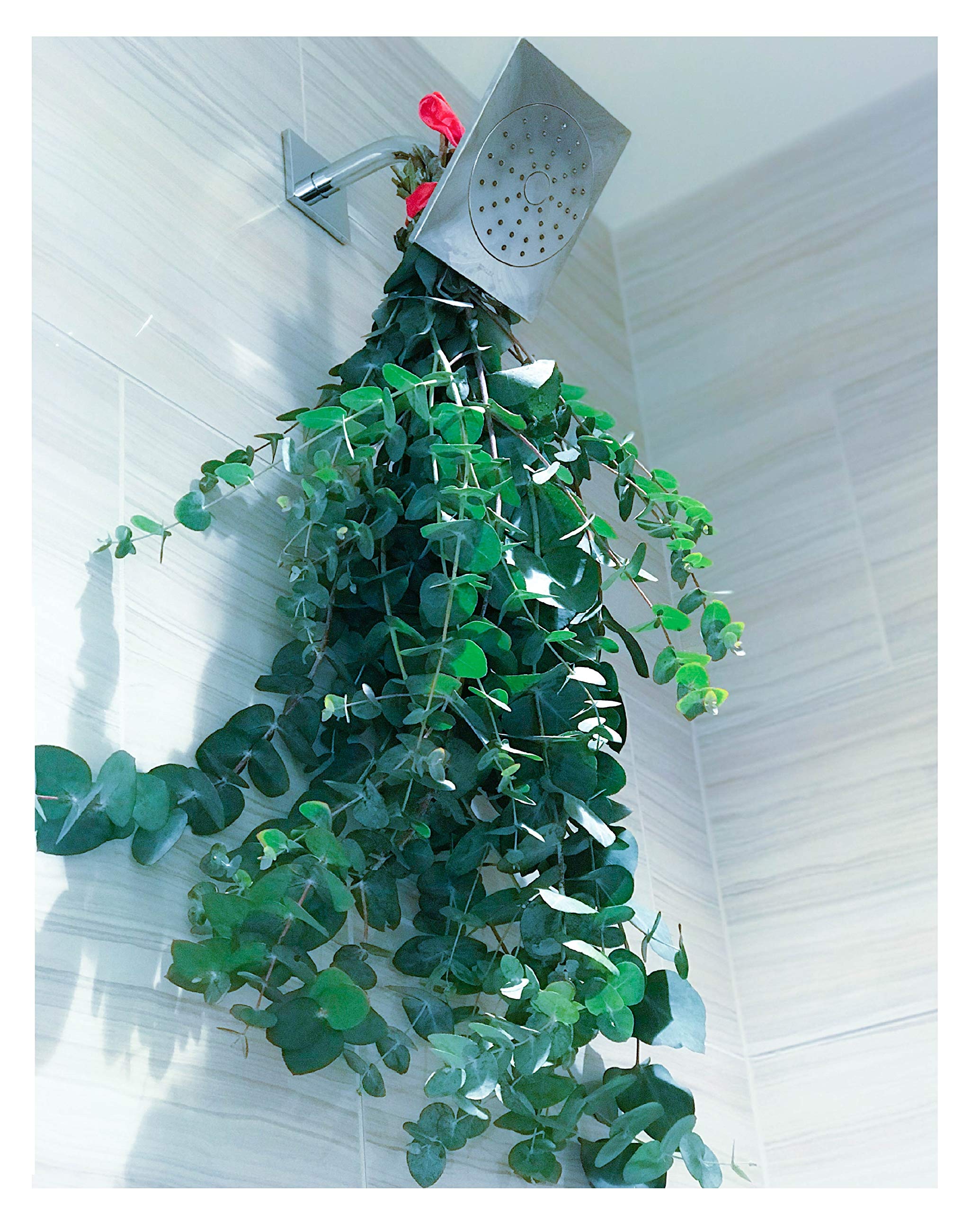 Fresh Eucalyptus, Fresh Eucalyptus Shower, Bouquet, Aromatherapy, Spiral, Shower Bath Plant, Weddings (2 Bunches)