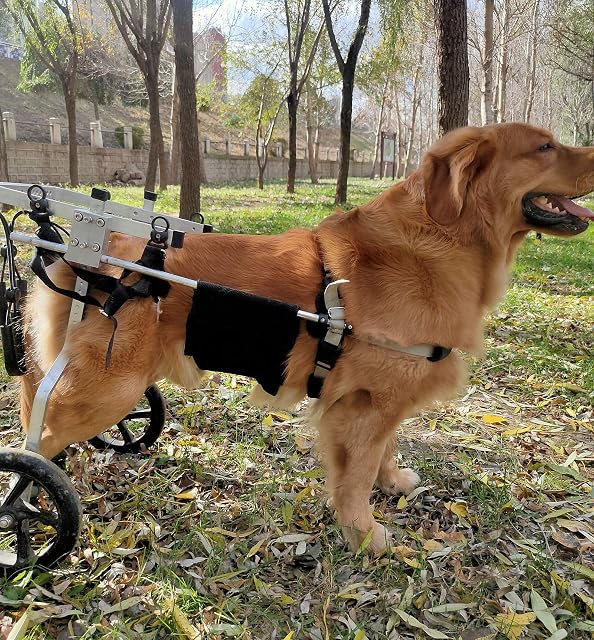 Foto 6 de 7 de Cora Pet Remolques Carritos Silla de Ruedas para Perros Grande 35-60 KG