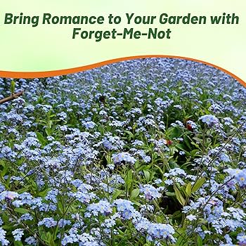 Myosotisページ Amazon.com : Outsidepride Blue Forget Me Not Seeds - 1/8 lb
