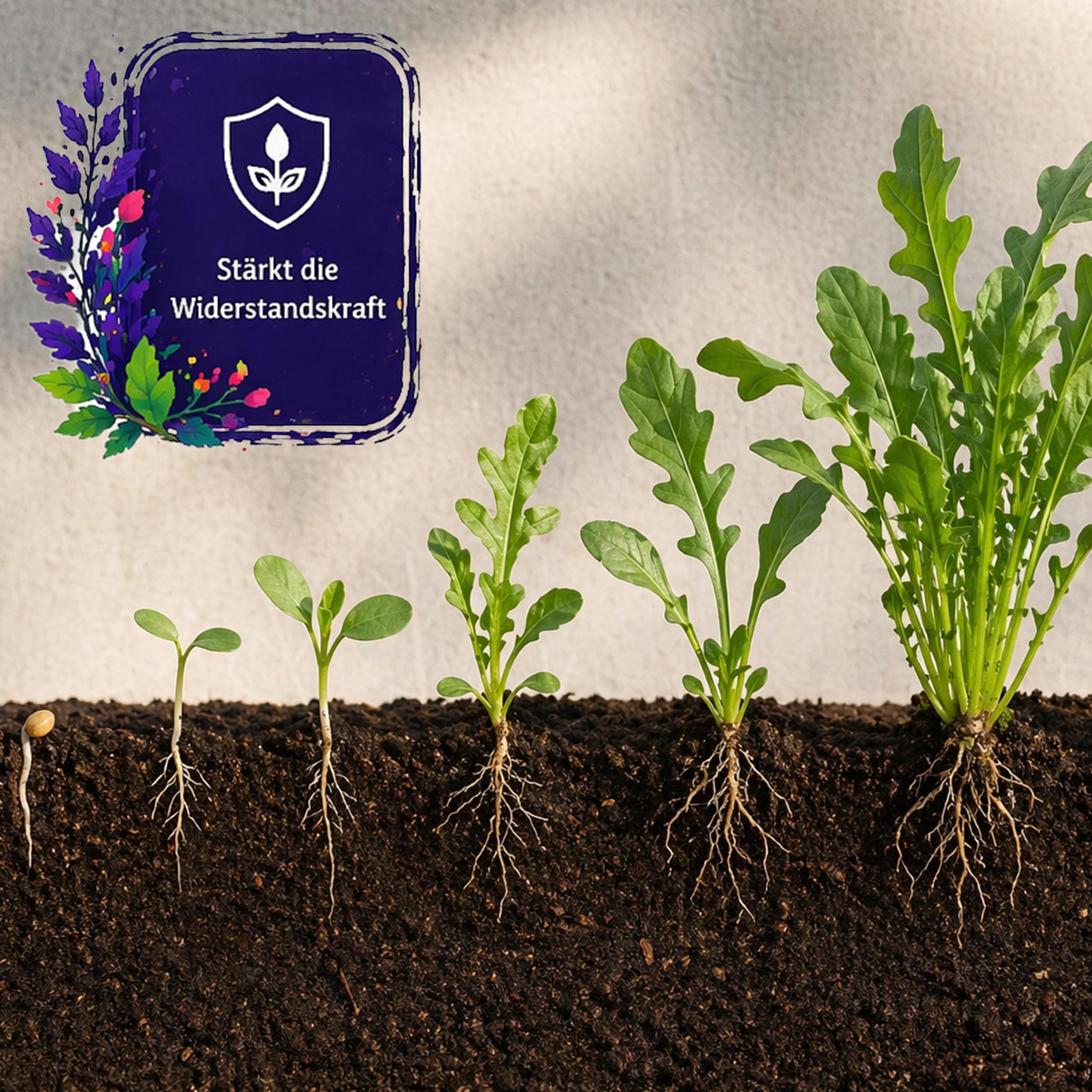 20x Bio Rucola Saatgut – Wundergarten – Mit Pflanzenkohle-Mantel – Schnelle Ernte in 3–4 Wochen – Würziger Rauke Salat für Garten, Hochbeet & Balkon
