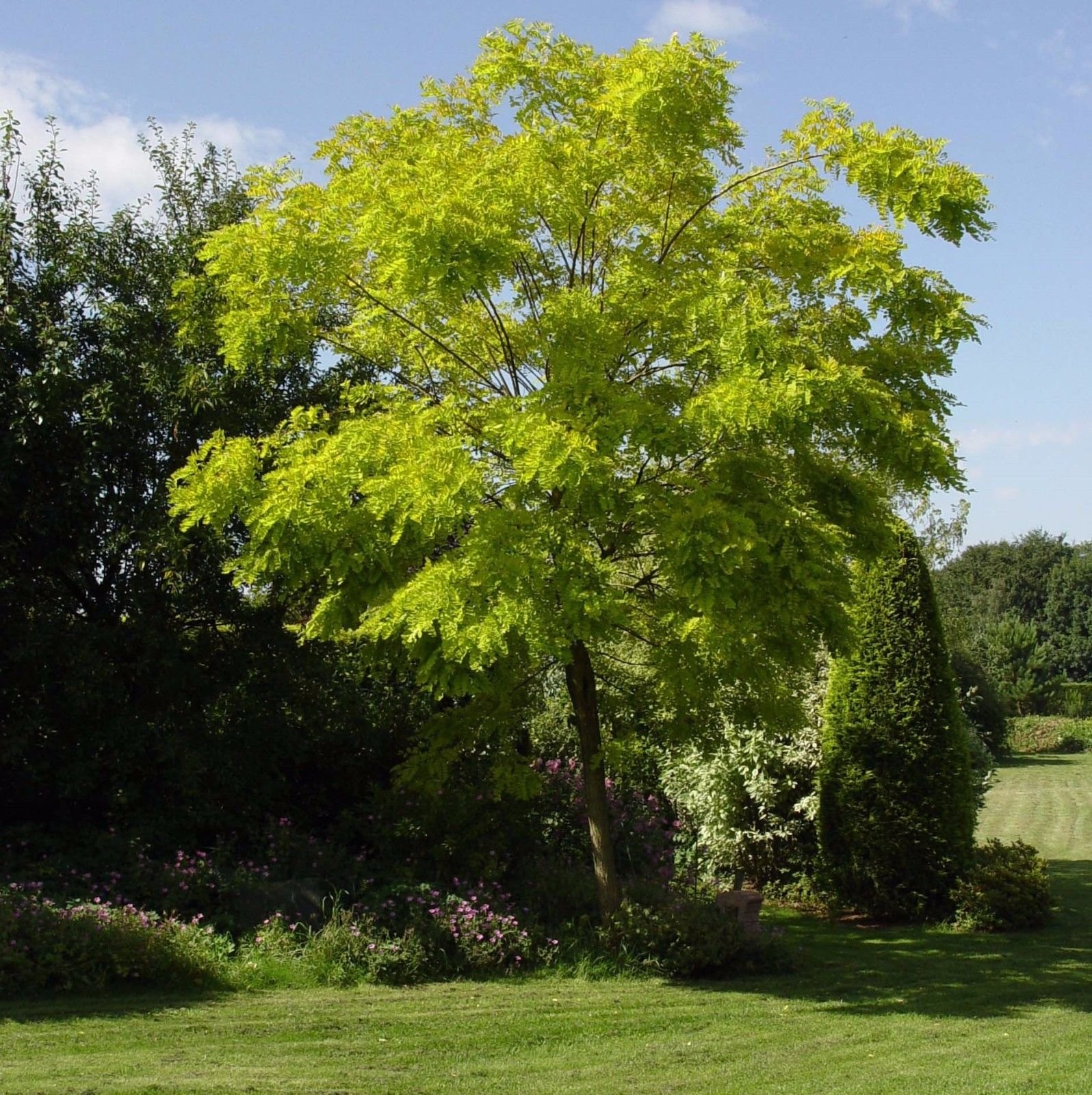 Buy Black Locust Tree Seeds (Robinia pseudoacacia) 40+Seeds Online at