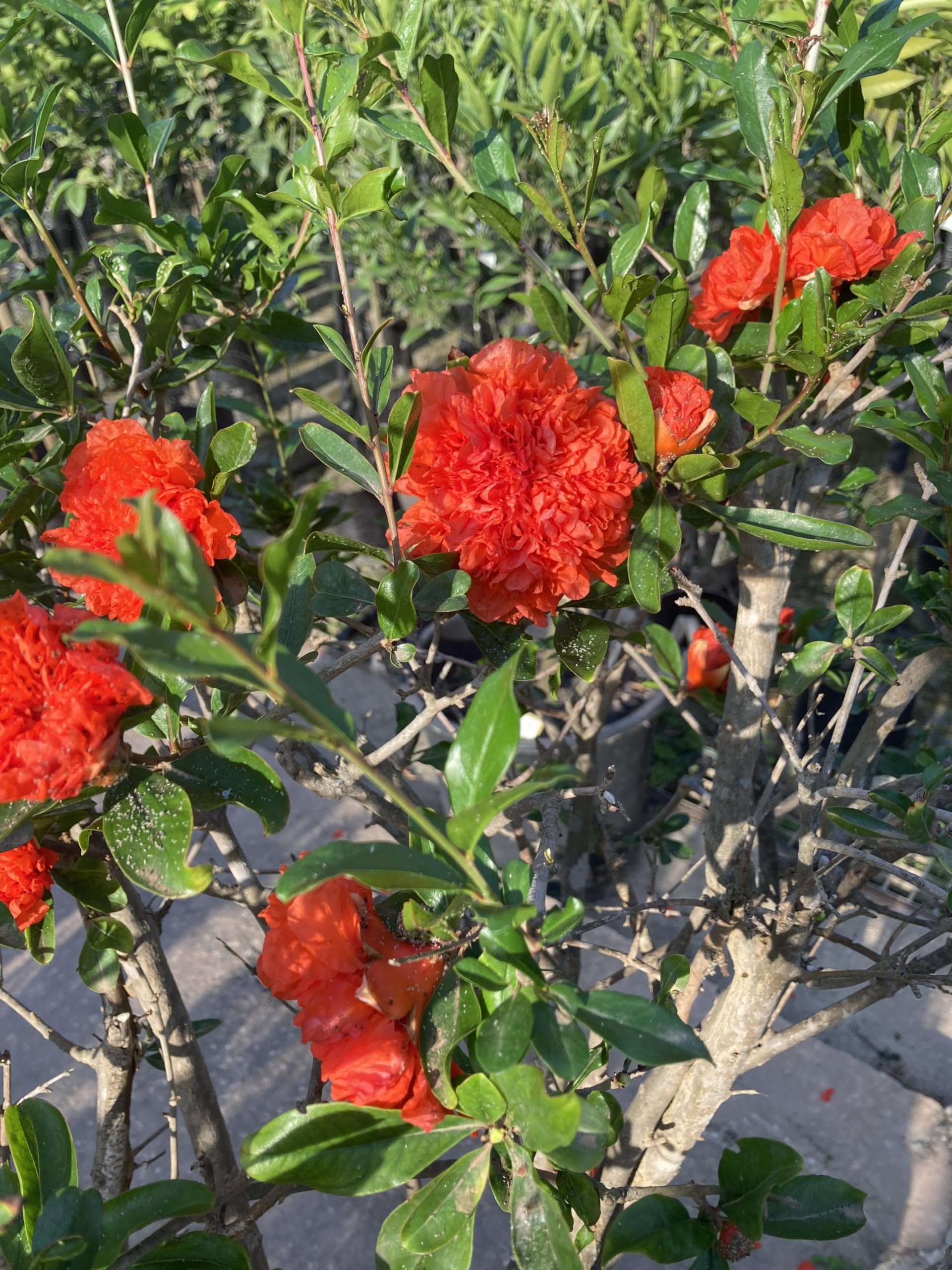 Punica Granatum - Melograno da fiore Pianta ornamentale da esterno prodotta da Vivai del Sole vaso diametro cm 30