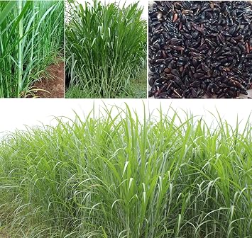Super Napier Grass Seeds | Giant Elephant Grass | 200+ Seeds