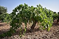 Vista 3 de Los Conejos Malditos Tempranillo Carbonico, 750 ML