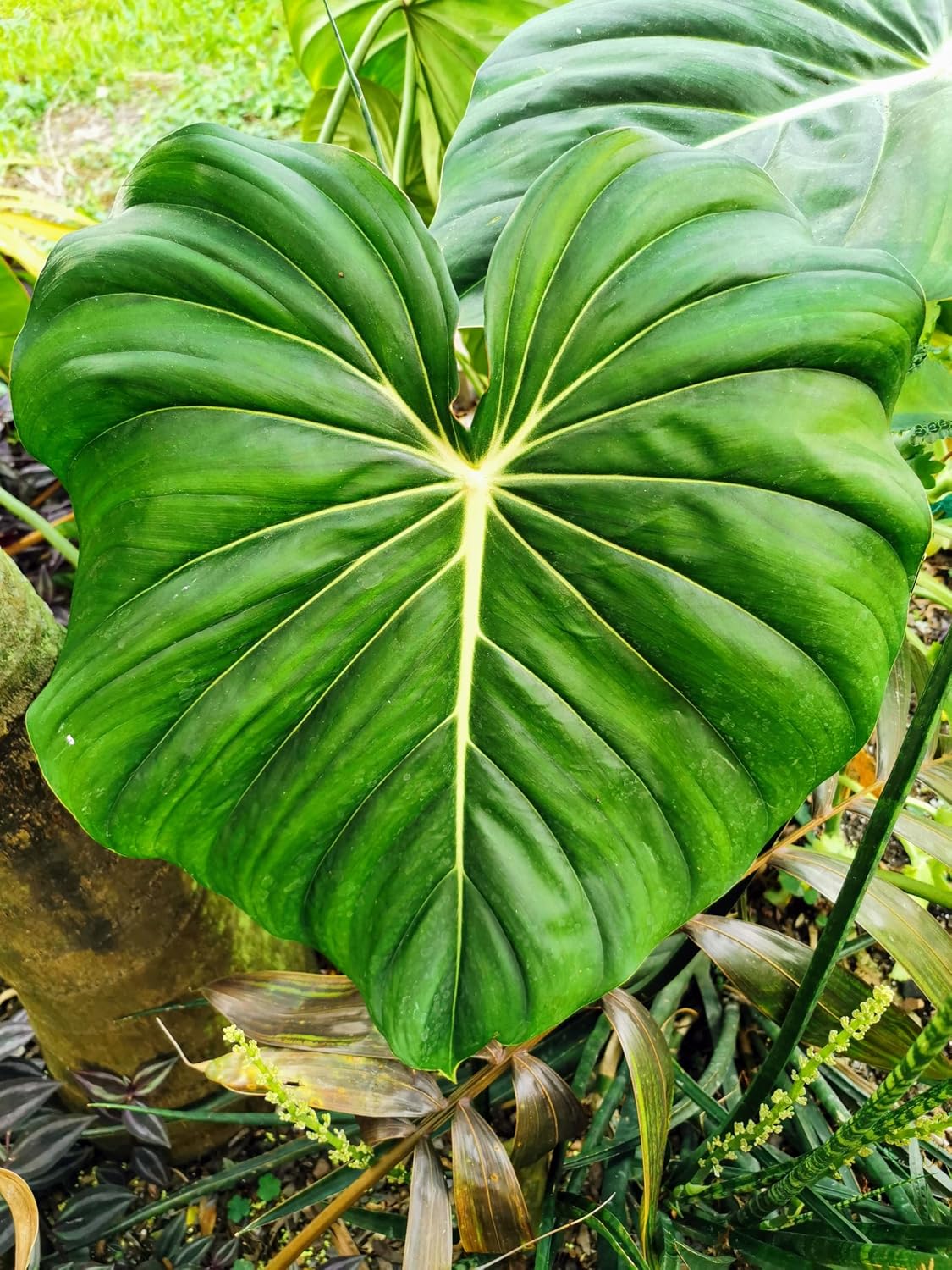 Philodendron McDowell Plant – Rare Aroid Hybrid – Live Indoor Plant – Heart Shaped Leaf Fast Growing Tropical Vine (2, Medium)