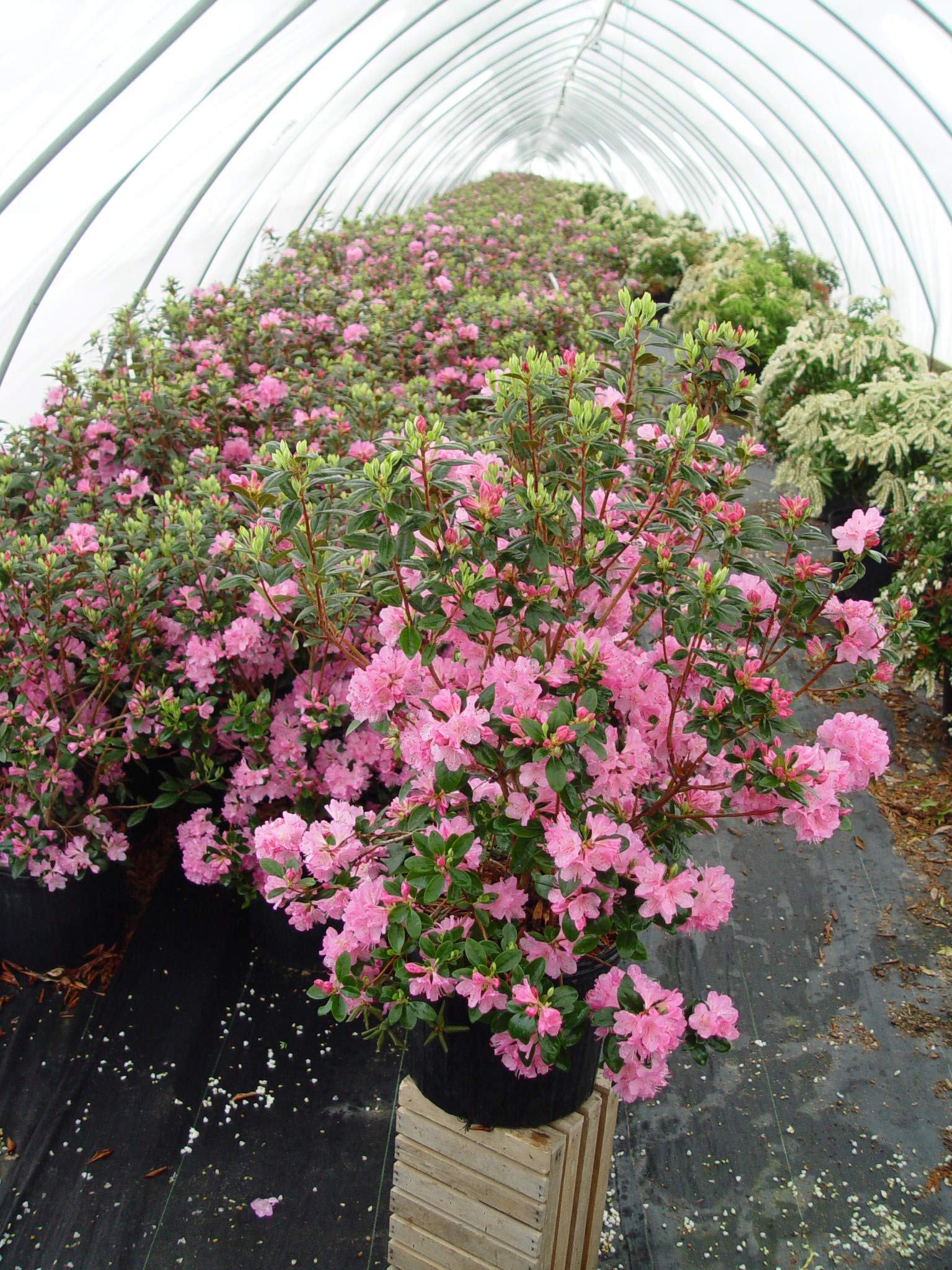 Green Promise Farms Rhododendron Olga Mezitt