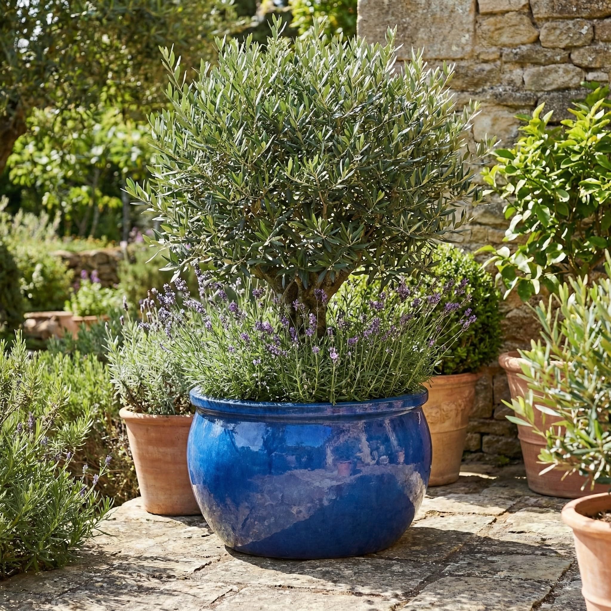 Teramico Premium Keramik-Pflanzschale Garten (Royal Blau, 46cm x 26cm) | Unsere Premium Keramik Pflanzgefäße sind absolut frostfest, sehr hochwertig und in diversen Größen und Farben verfügbar.