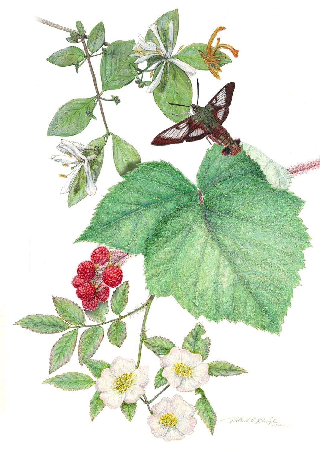 Field Guide to the Natural World of Washington, D.C.