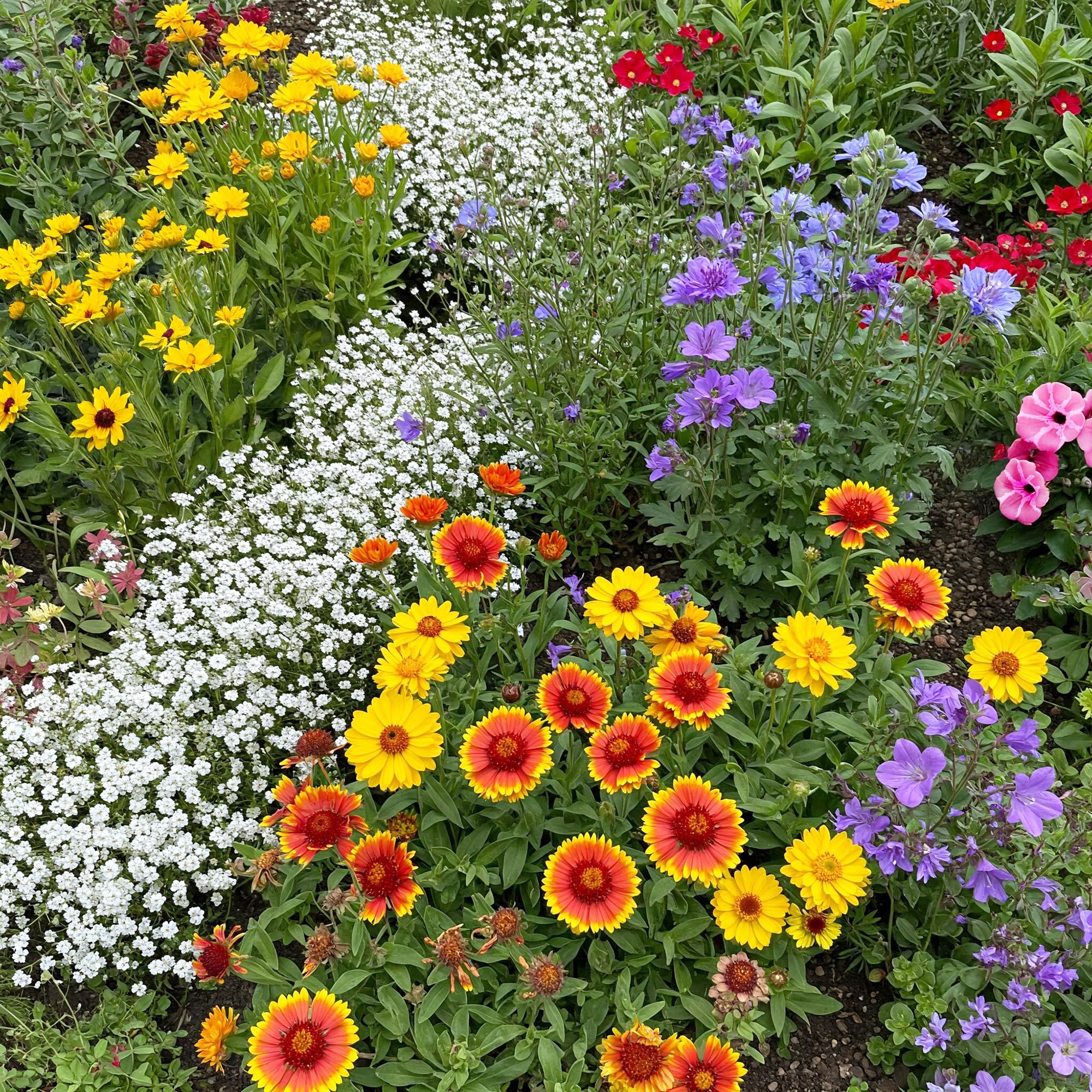 Ferry-Morse Rocky Mountain Bulk Wildflower Seeds, 200,000+, 1 lb