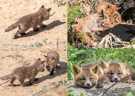 とことんタヌキ、キツネ