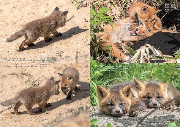 とことんタヌキ、キツネ
