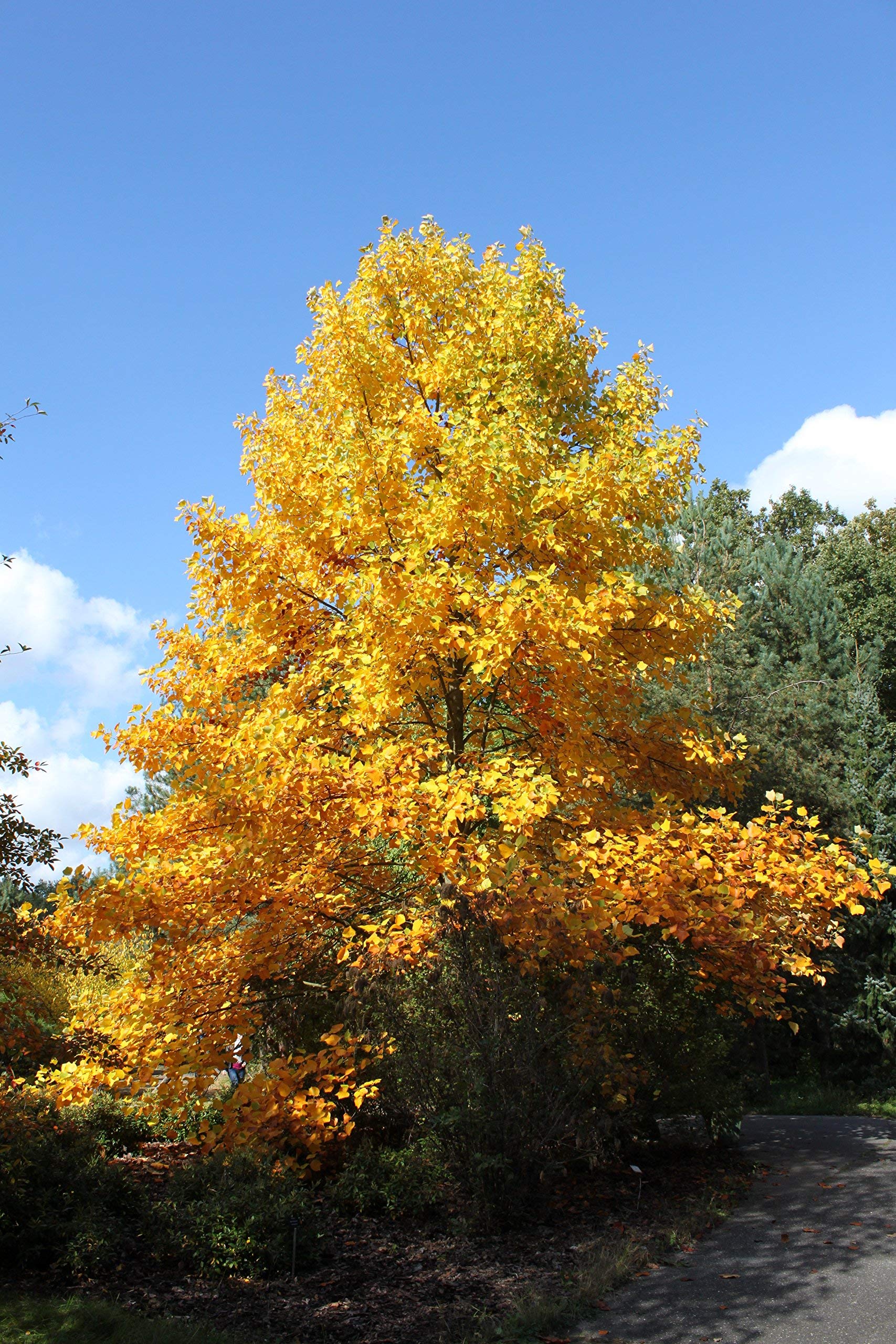 15 Semillas De Álamo Tulipán - Flores Amarillas Liriodendron Tulipifera - Árbol De Sombra Rápido