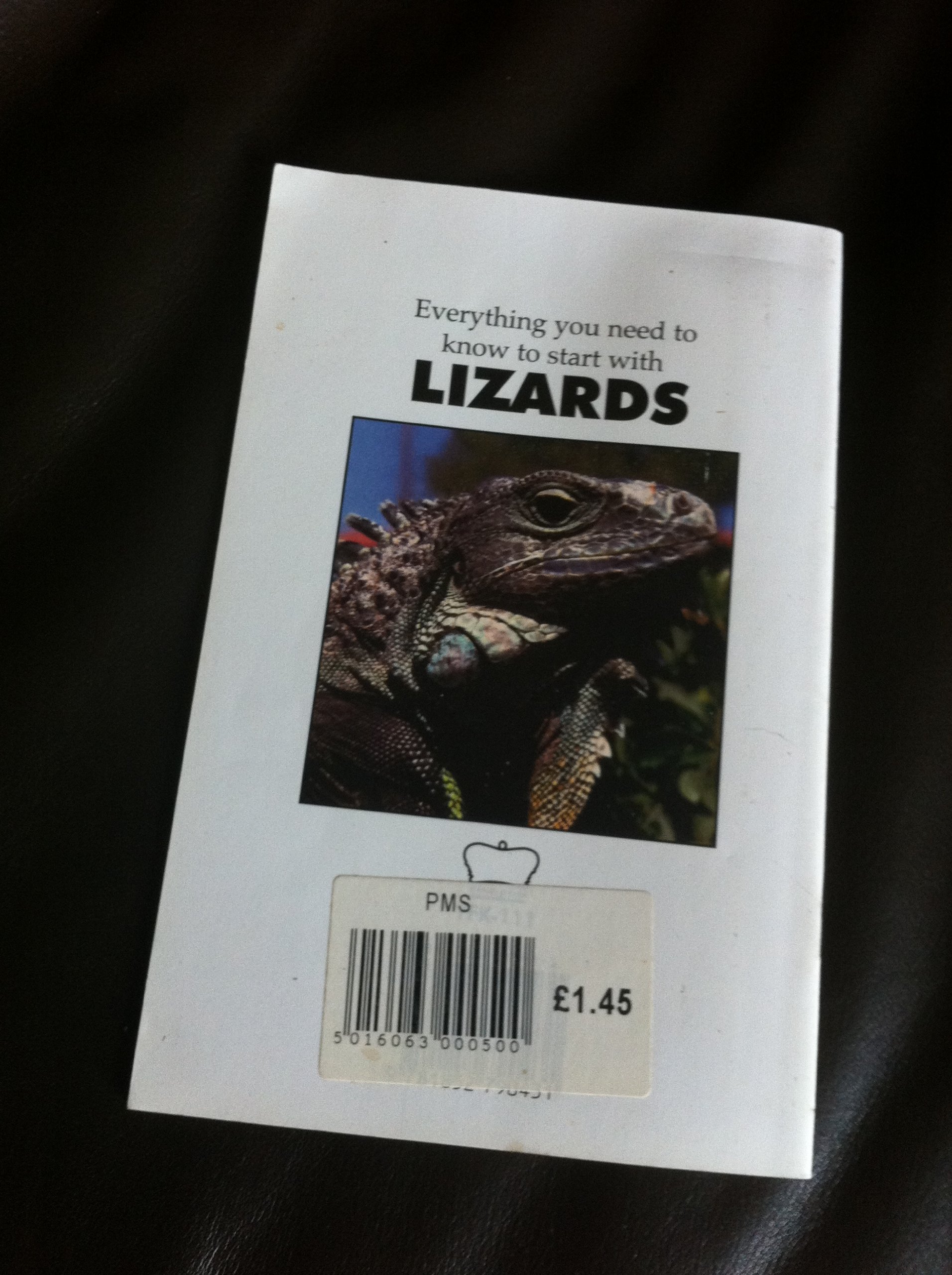 Your First Lizard