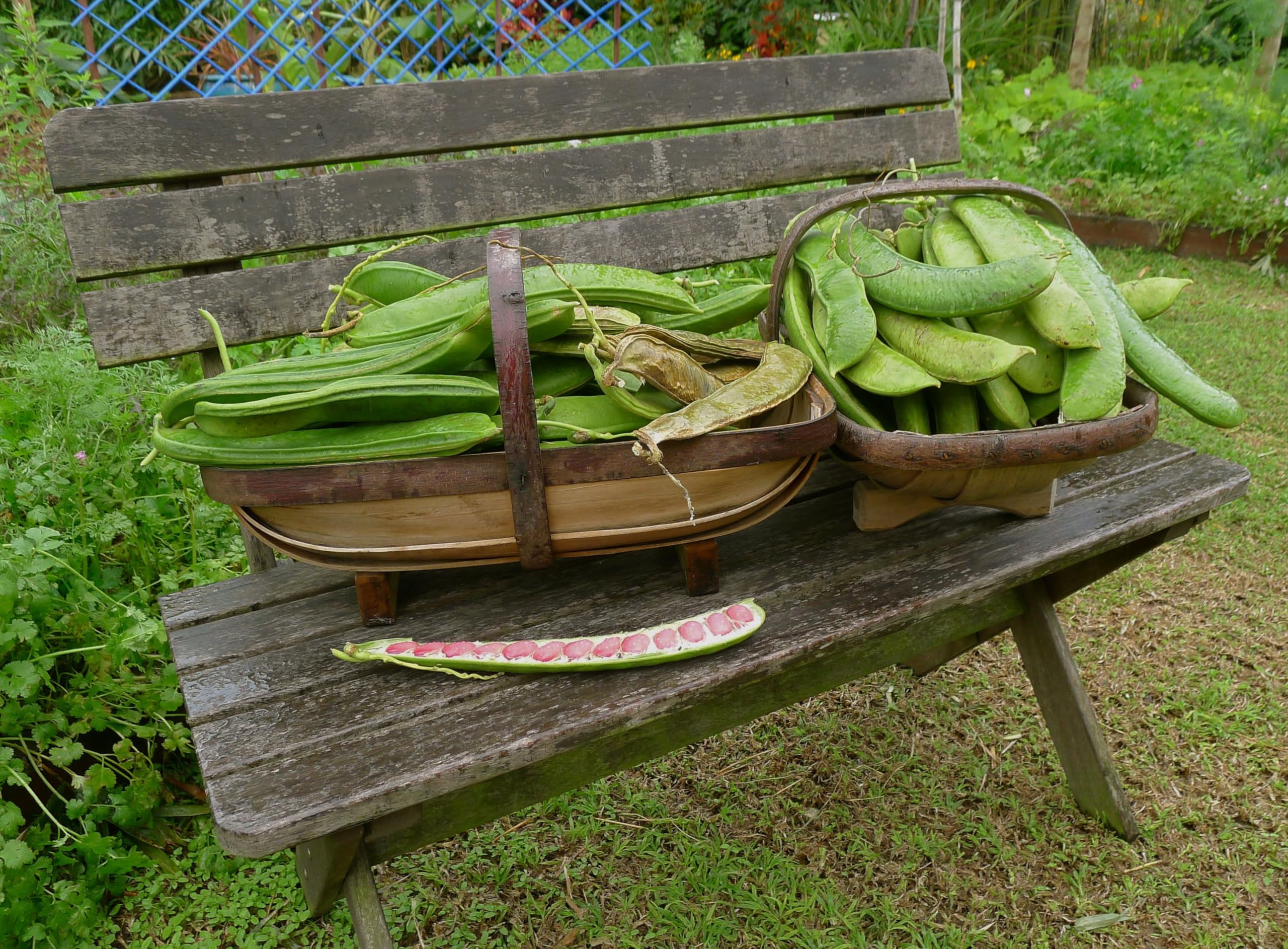 Sword Bean/Mousim seed (pack of 15 seeds) 1
