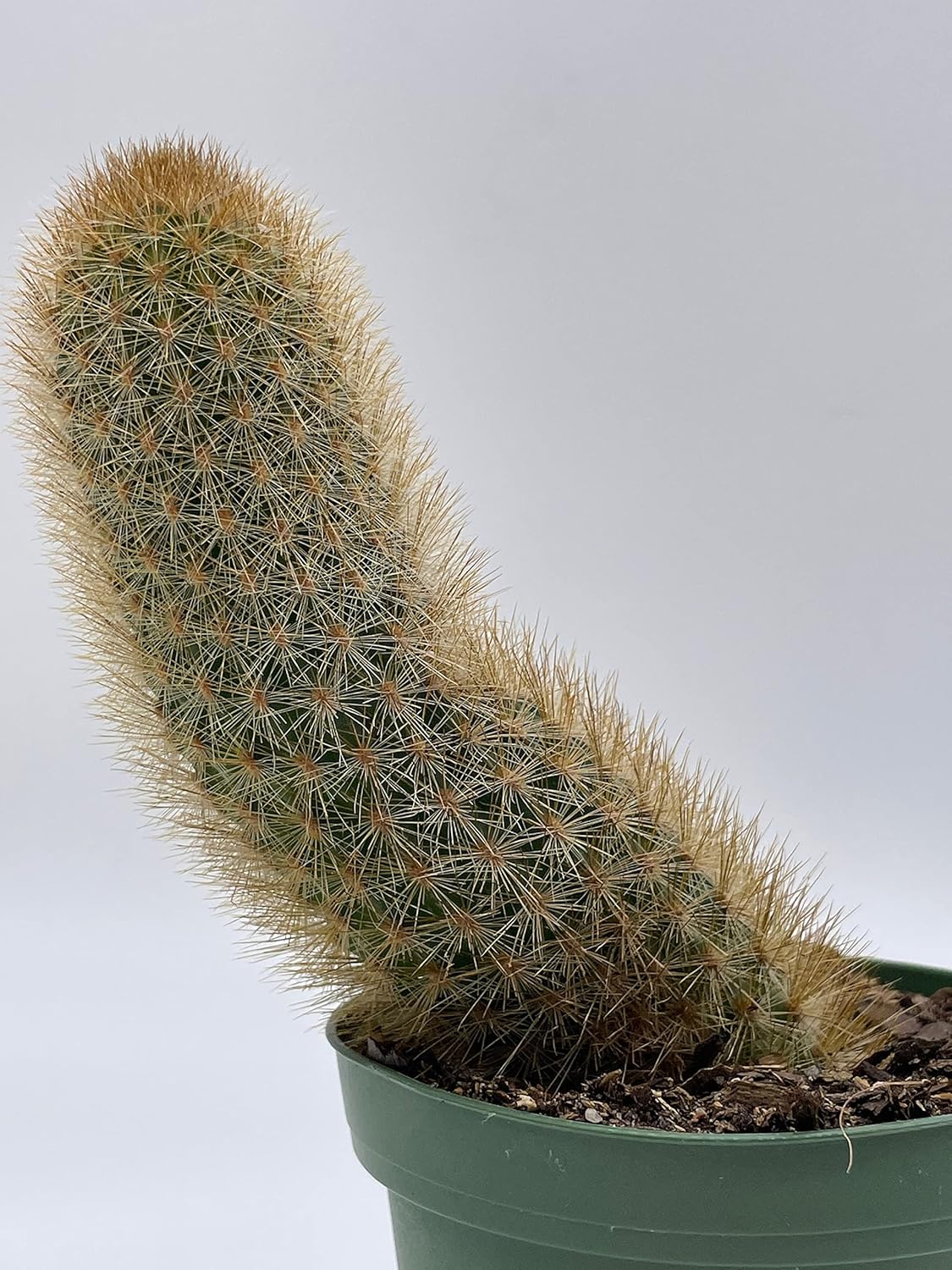 BubbleBlooms Echinopsis Tarijensis Texas Rainbow Cactus in a 4 inch Pot