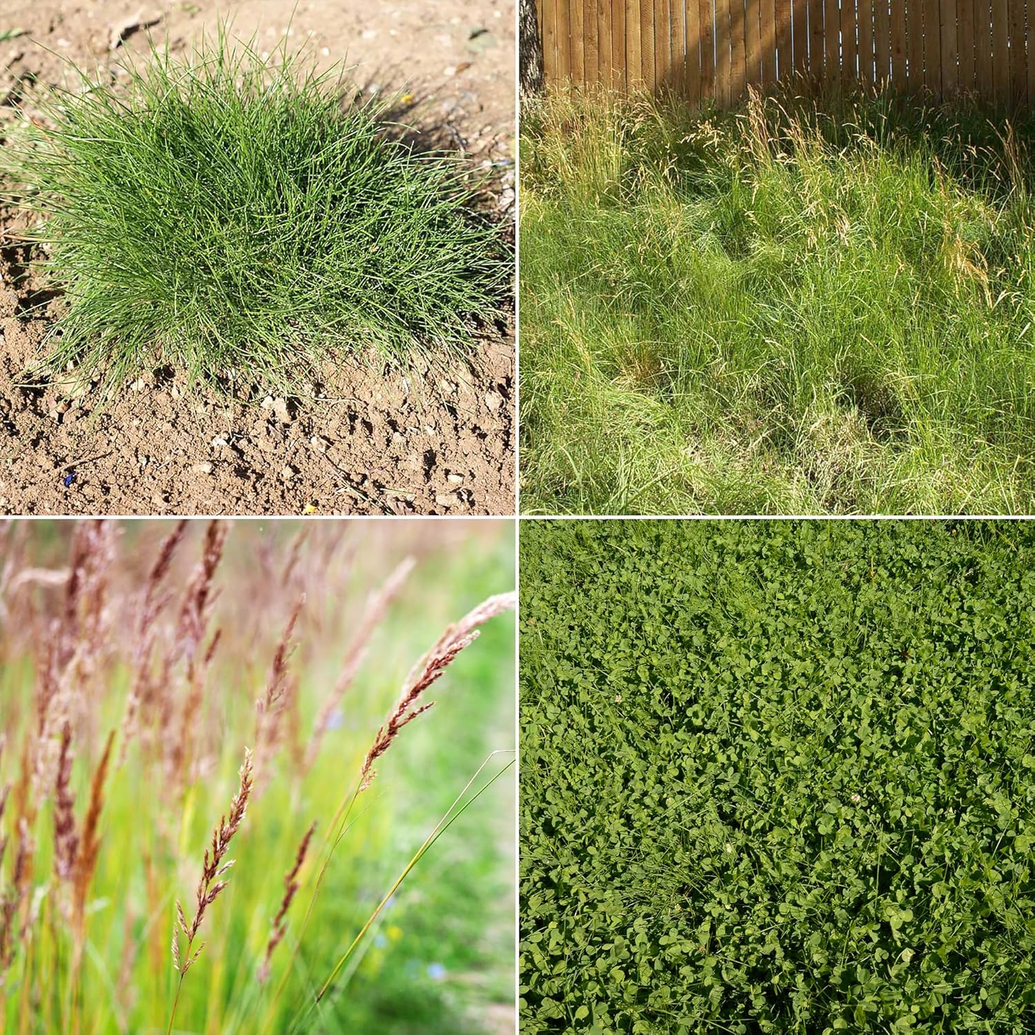 Ferry-Morse EcoEase Microclover and Fescue Low Maintenance Ground Cover Grass Seed Mix, 1lb