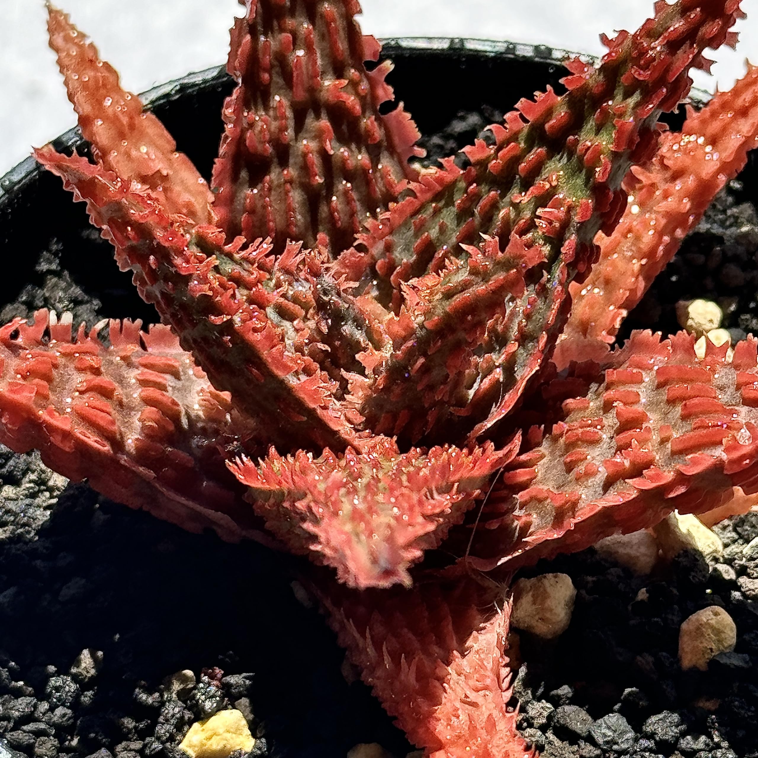 速達付き◾️アロエ TCTハイブリッド レッドタグ 成熟株【親株】Aloe hyb Amazon｜多肉植物 観葉植物 アロエ ハイブリッド Aloe hybird HYB 特選