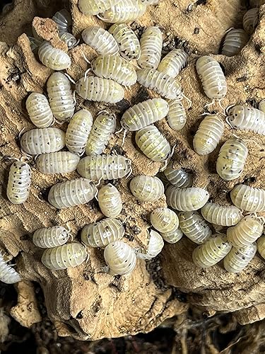Miniatura 4 de Armadillidium Vulgare Japan Magic Potion Isopods - 10 unidades de alimentos para mascotas Roly Poly Insect Pet Food Clean Up Crew para terrario