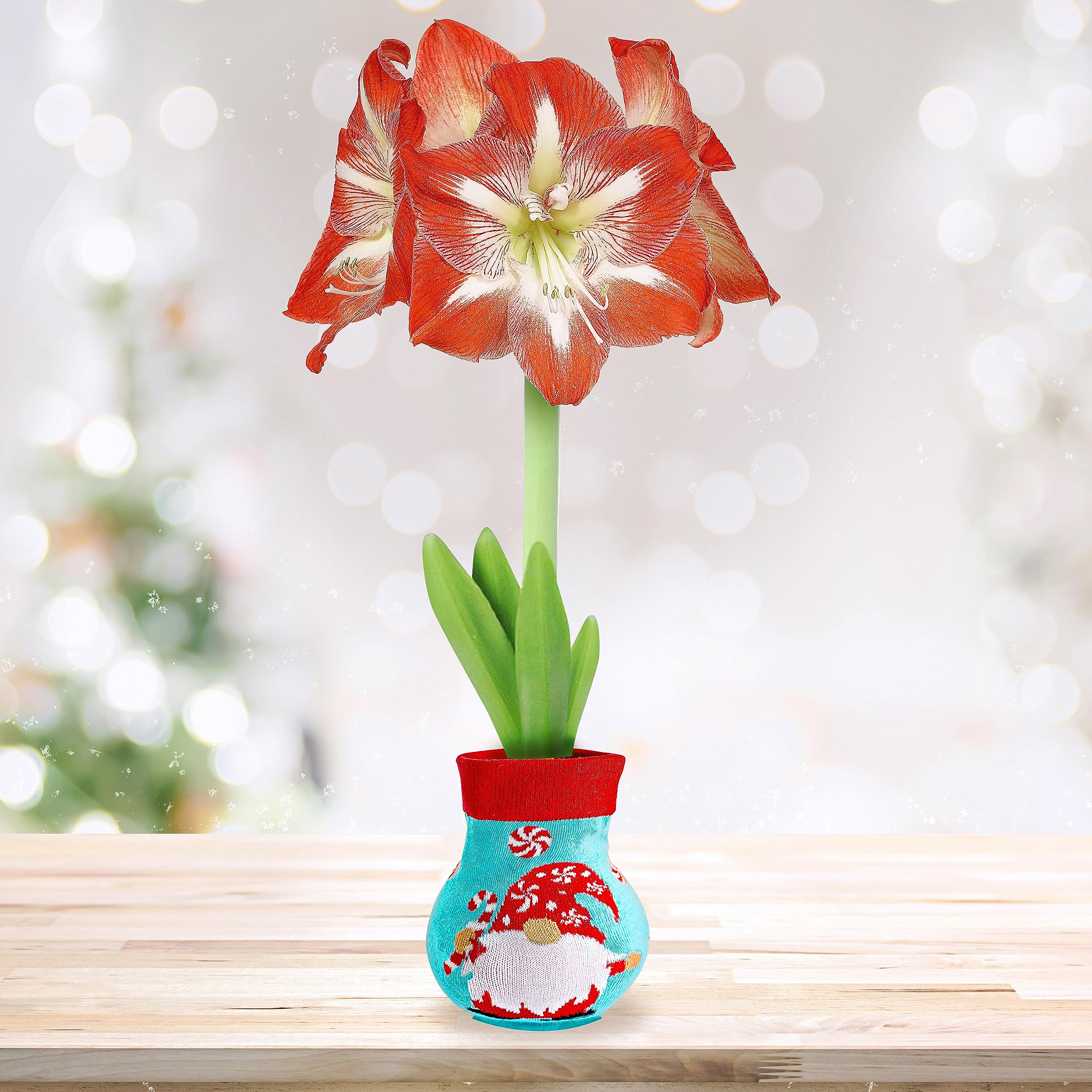 Amazon.com : Garden State Bulb Gnome Sweater Amaryllis Flower Bulb