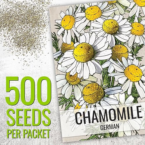 Miniatura 3 de Seed Needs, Colección de paquetes de semillas de manzanilla (semillas de manzanilla romana/alemana para plantar) reliquia, sin OMG y sin tratar