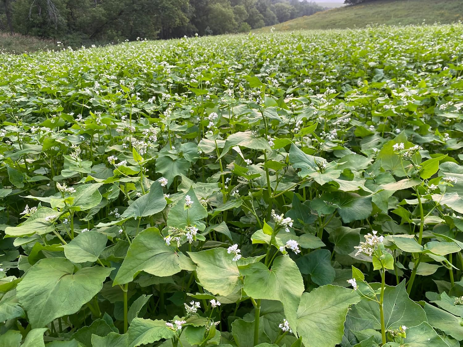 Hale Habitat & Seed Buckwheat Food Plot Seed (50 lb Bulk)