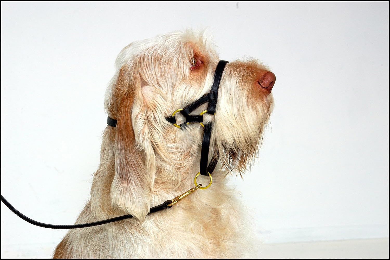 dogmatic headcollars