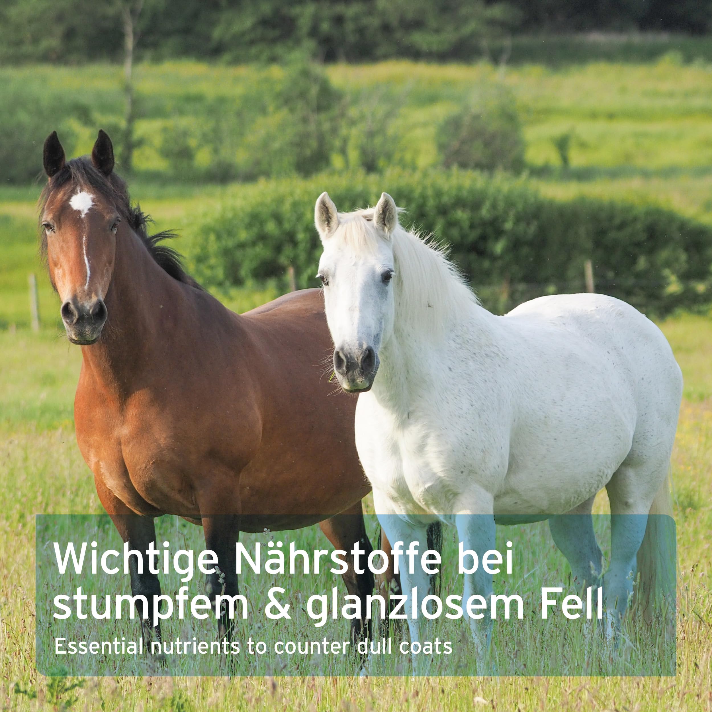 AniForte Bierhefe Pferd 5kg – BT Pur, für glänzendes Fell, Haut & Fell-Stoffwechsel, mit Biotin & Zink, für Magen, Darm & Darmflora, naturbelassen, XXL-Vorrat, auch für Hunde geeignet