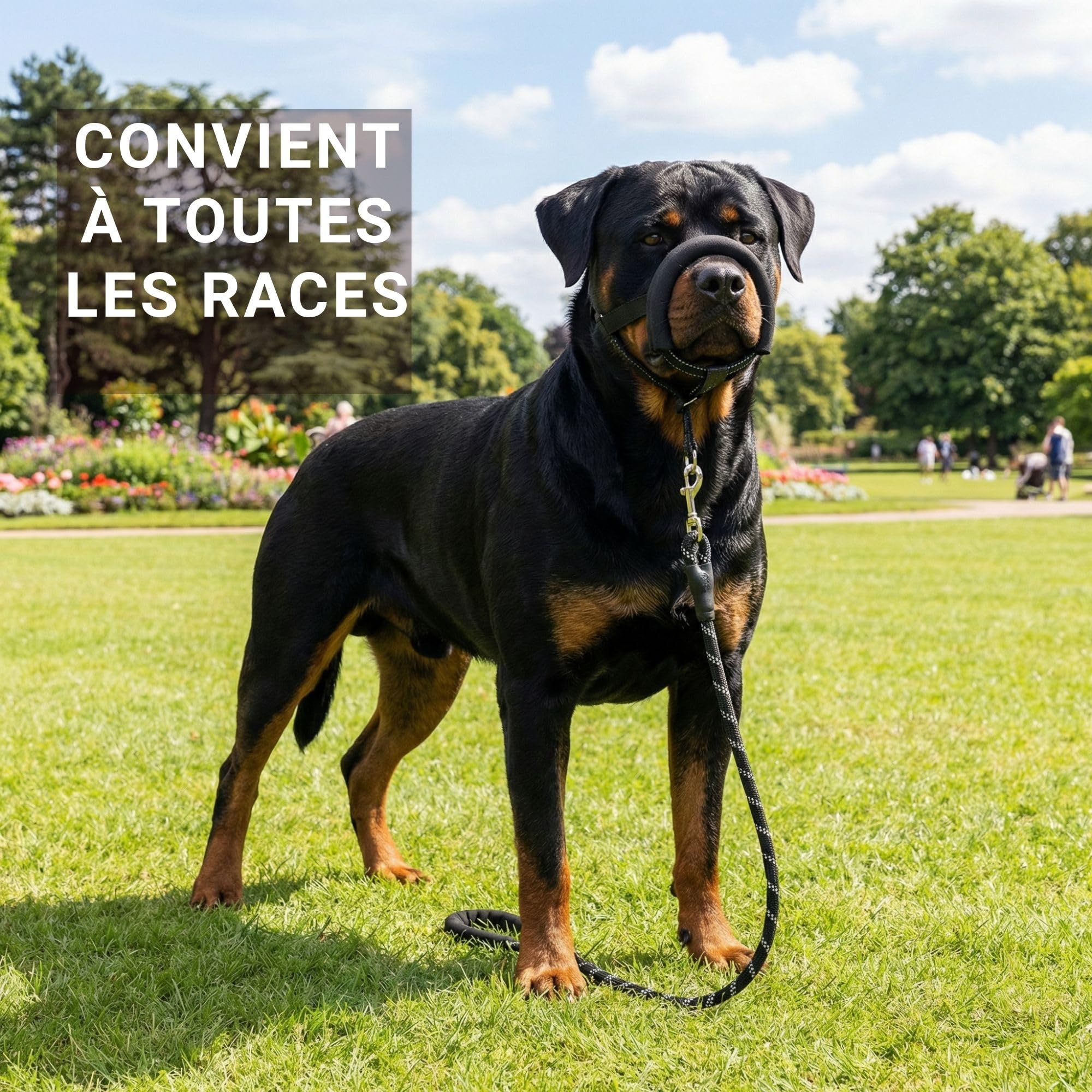 SOLDAY Laisse Anti Traction Chien 2m - Lasso Multiposition pour Toutou Qui Tire Fort - Longe Dressage Réfléchissante Grand & Moyen Canin Noir