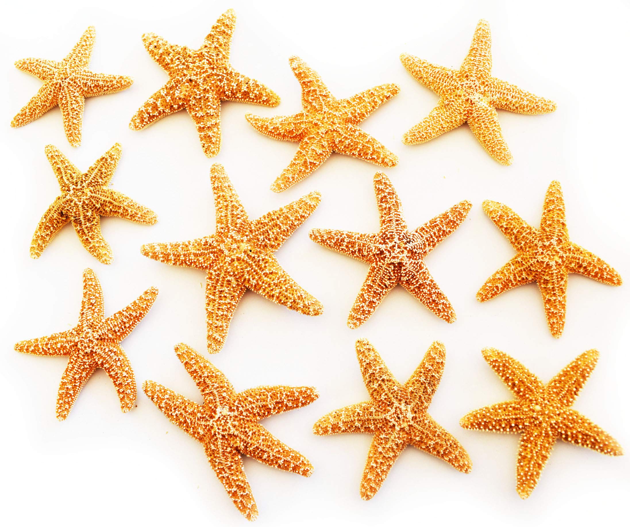 Florida Shells & Gifts - 12 Real Dried Tiny Sugar Starfish (1-2" / 25-50 mm) Beach Arts and Crafts, Coastal Cottage and Nautical Home Decor, Beach Weddings