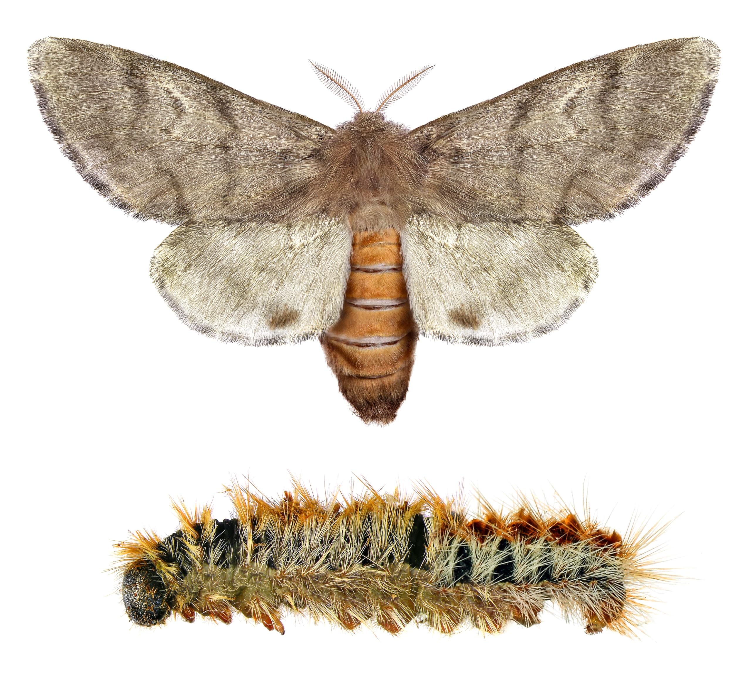 Piège Chenille Processionnaire du Pin – pour Tronc Jusqu’à 2,10 m – Kit Complet Écopiège Professionnel SoluPin Ø 66 cm à Vissage – Cerclage Réutilisable sans Insecticide – Conçu et Fabriqué en France
