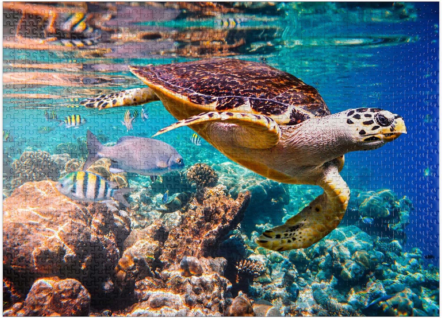 MyPuzzle Hawksbill Turtle Maldives - Premium 1000 Piece Jigsaw Puzzle for Adults