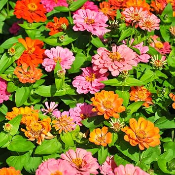 Park Seed Magellan Zinnia Seeds - Thumbnail 2