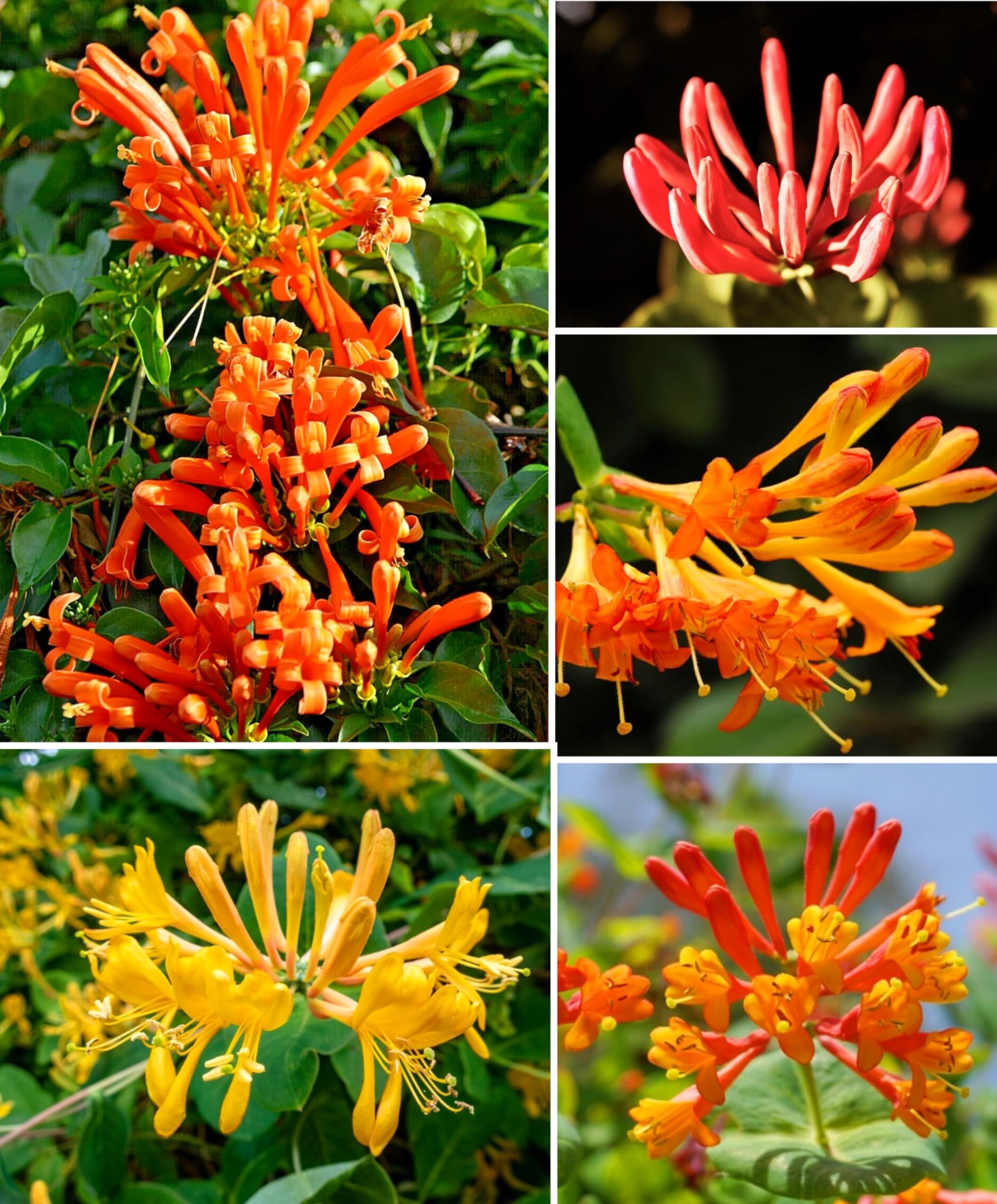 Amazon.com : 200 Orange Honeysuckle Seeds Vine Fragrant Lonicera cilosa  Bush Climbing Medicinal Honeysuckle Western Trumpet Flower : Patio, Lawn &  Garden