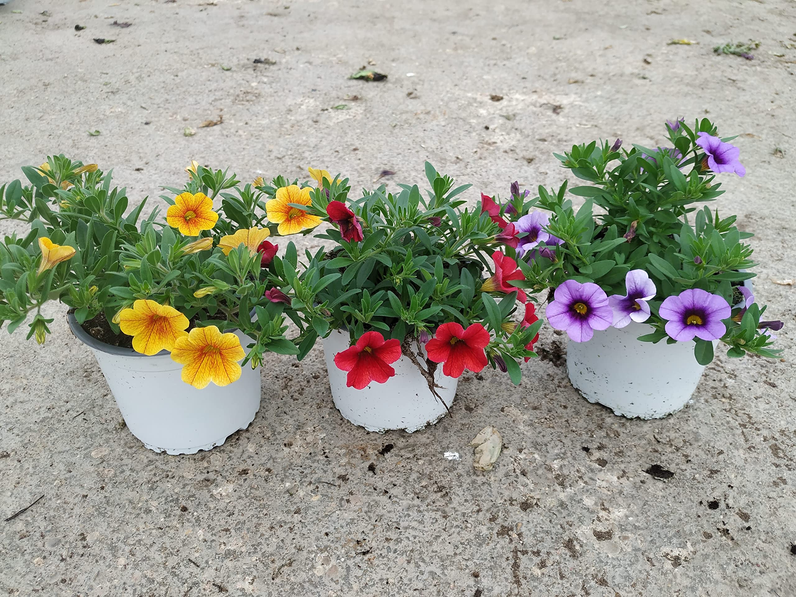Calibrachoa - Plantas Vivas - PACK 3 UNIDADES - Flores de Calibrachoa de Colores