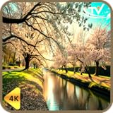 桜ビューモード - 春の桜ガーデンで、静かに静かに過ごす