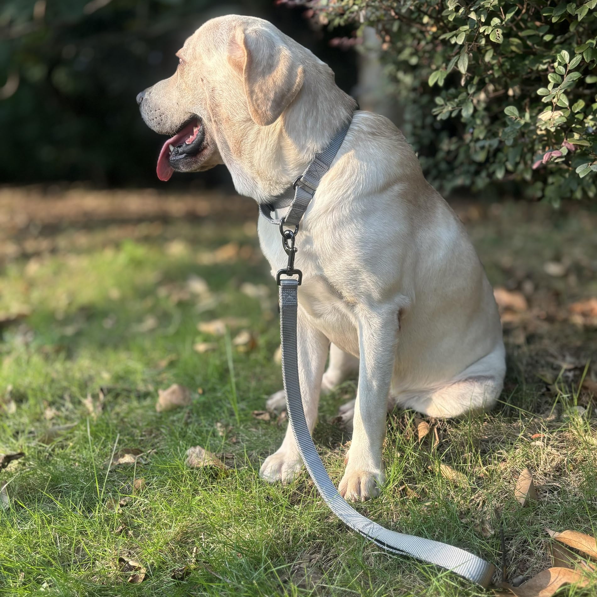 Correa corta corta para perro con cinturón de nailon resistente. (24 pulgadas, gris definitivo)