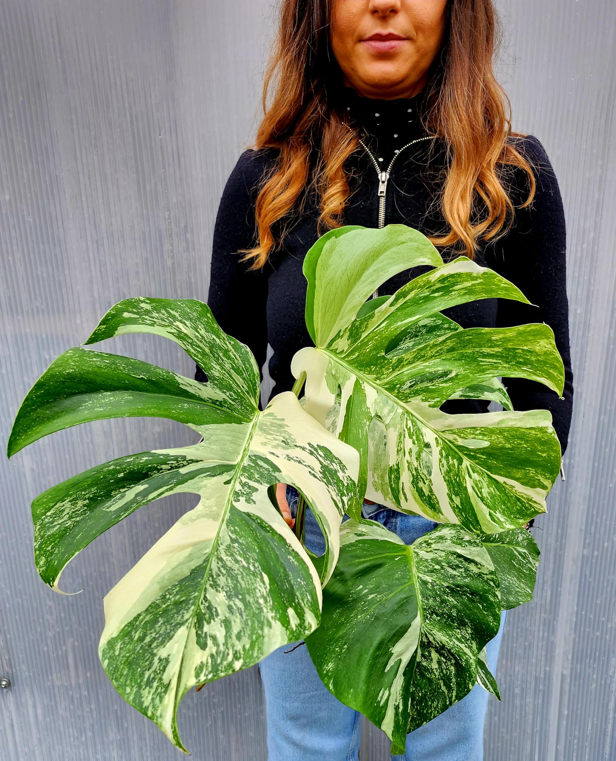 POWERS TO FLOWERS - PHYLODENDRON PERTUSUM, MONSTERA DELICIOSA ALBO VARIGATA, IN VASO 14CM DIAMETRO, pianta vera