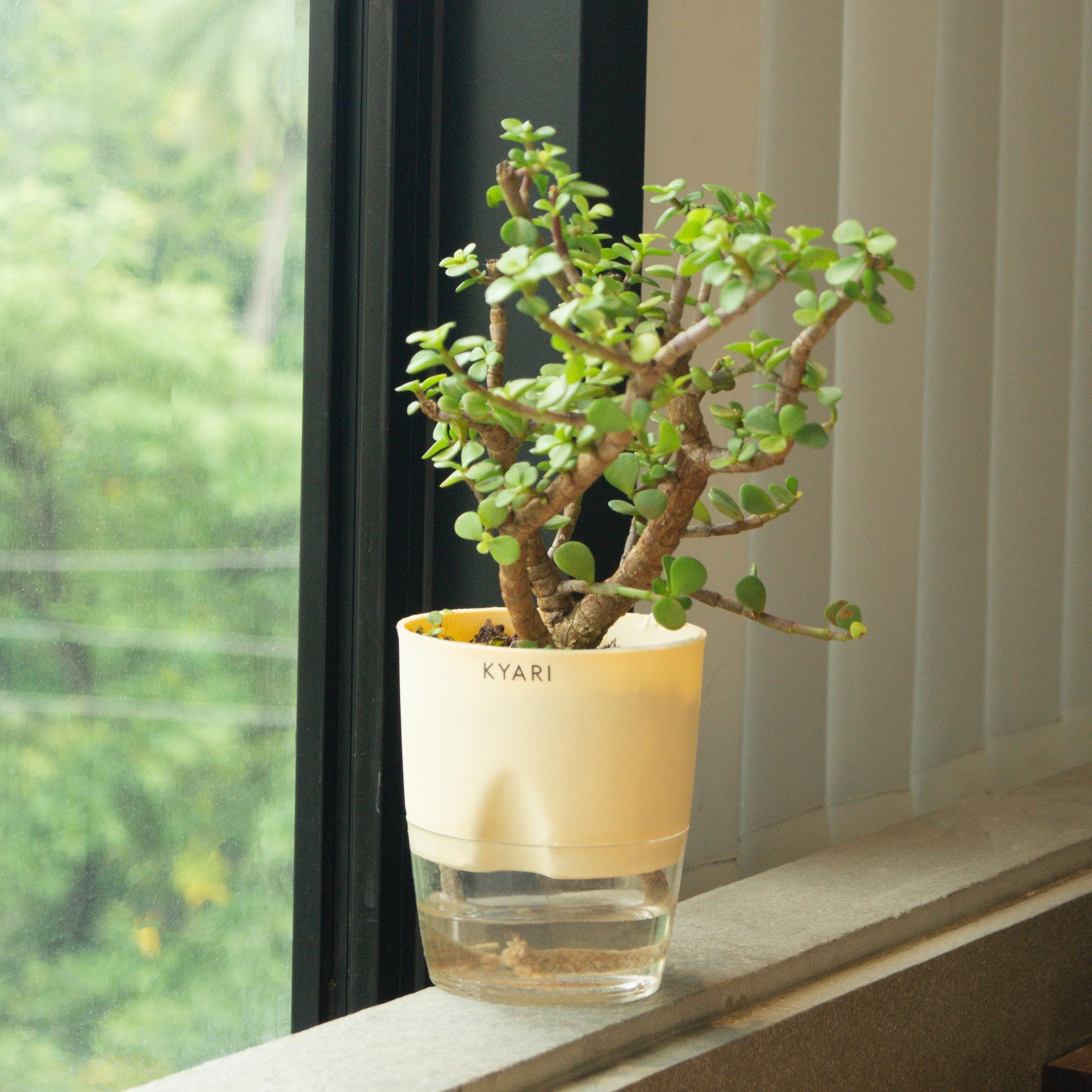 FasanGreen Foliage Jade Plant for Indoor with Pot (Multicolor, 250mm) (545) (B0CHFGSFM2) Amazon Price History, Amazon Price Tracker