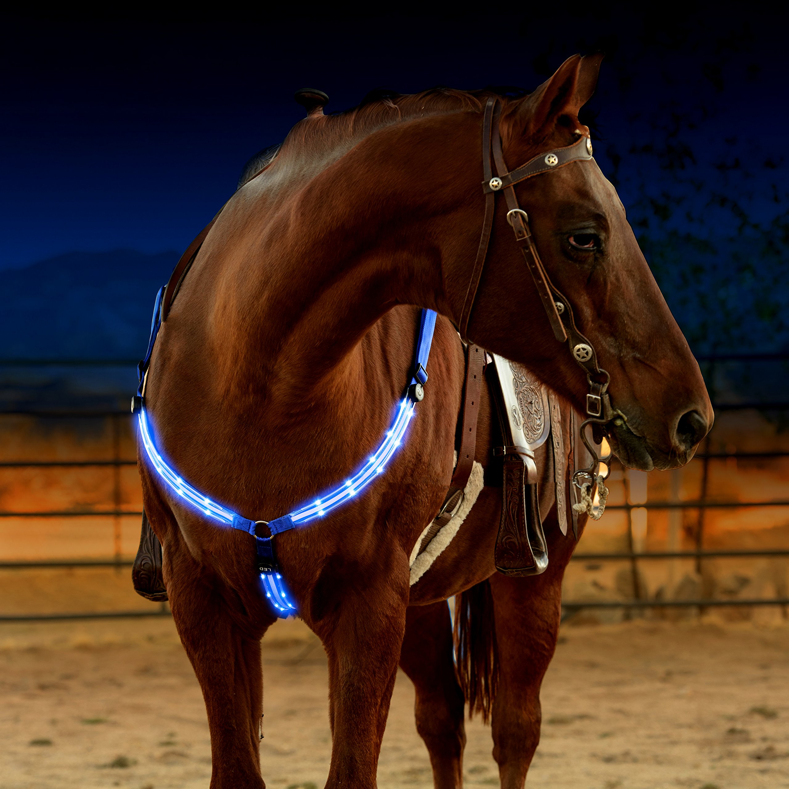 buy-led-horse-plate-collar-usb-rechargeable-best-high-visibility