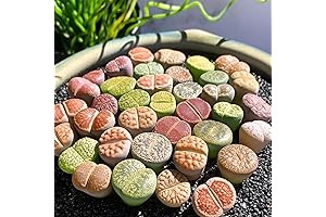 Lithops Living Stones Assortment